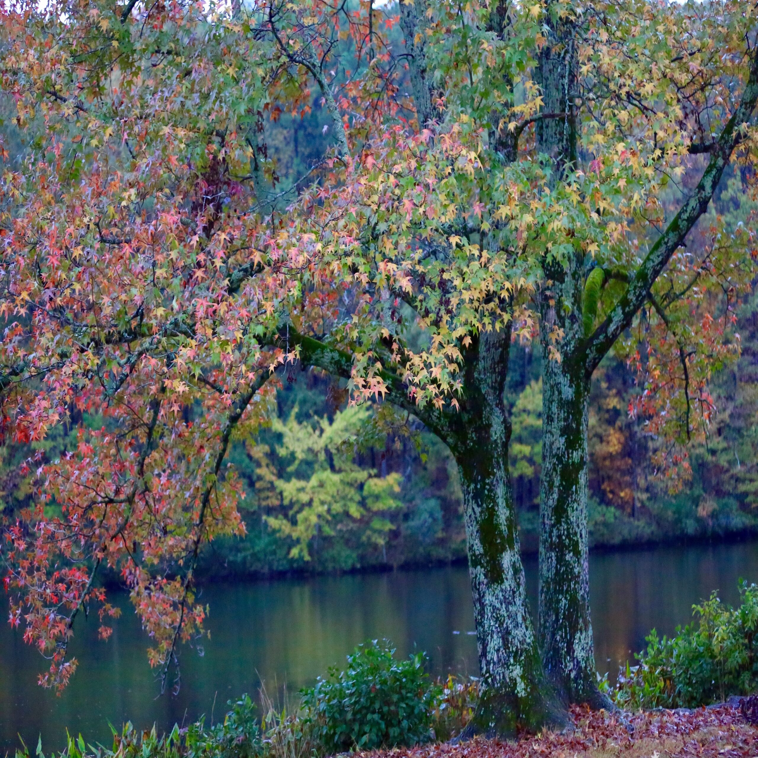 Lake Nixon-JV copy 2